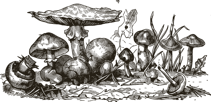 Engraved illustration of wild mushrooms on a forest floor
